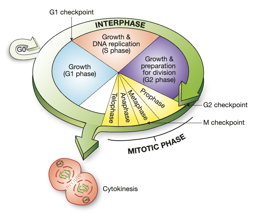 <ul><li><p>mitosis - division of the nucleus </p></li><li><p>cytokinesis - division of cytoplasm, formation of 2 new nuclei</p></li><li><p>interphase - time between divisions</p><ul><li><p>very active phase, many processes and biochemical reactions occur (transcription, translation, DNA replication) </p></li><li><p>3 stages - G1, S, G2, G0 - gaps and synthesis </p></li><li><p>G0 - when cells are not dividing - can enter permanently if never divide again (e.g. nerve cells) or temporarily after a particular trigger (e.g. damage to tissue)</p></li></ul></li></ul><p></p>