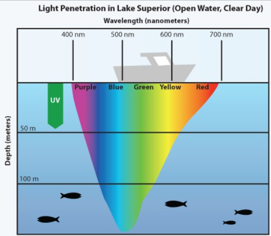 <ul><li><p><strong>Blue</strong>-green light is the only wavelength that penetrates to the deep ocean</p></li><li><p>If you generate <strong>red </strong>light, most of your neighbors won’t have any receptors in their eyes to see it</p></li></ul><p></p>