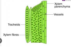 <p>tube-shaped cells that carry water and minerals up from the roots. found in all of the tracheophytes aka vascular land plants</p>