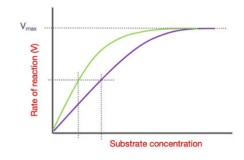 <p>Vmax = Max reaction rate </p><p>Km = Measure of Affinity between enzyme and substrate</p><p></p><p>More enzyme ratio to substrate = lower affinity </p>
