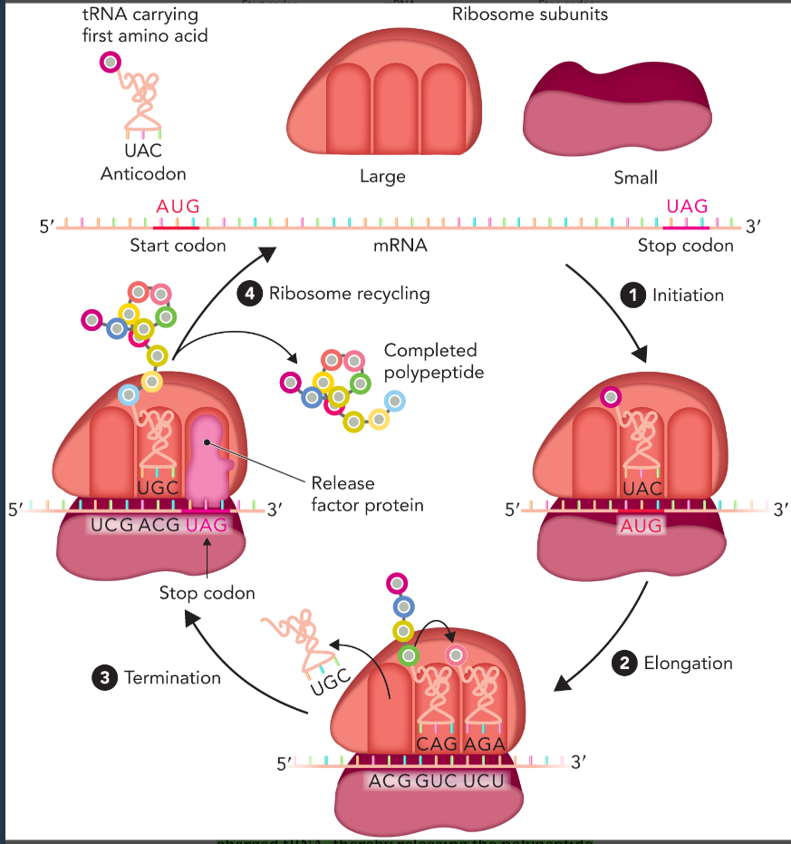 <ul><li><p>initiation </p></li><li><p>elongation </p></li><li><p>termination </p></li><li><p>ribosome recycling </p></li></ul><p></p>