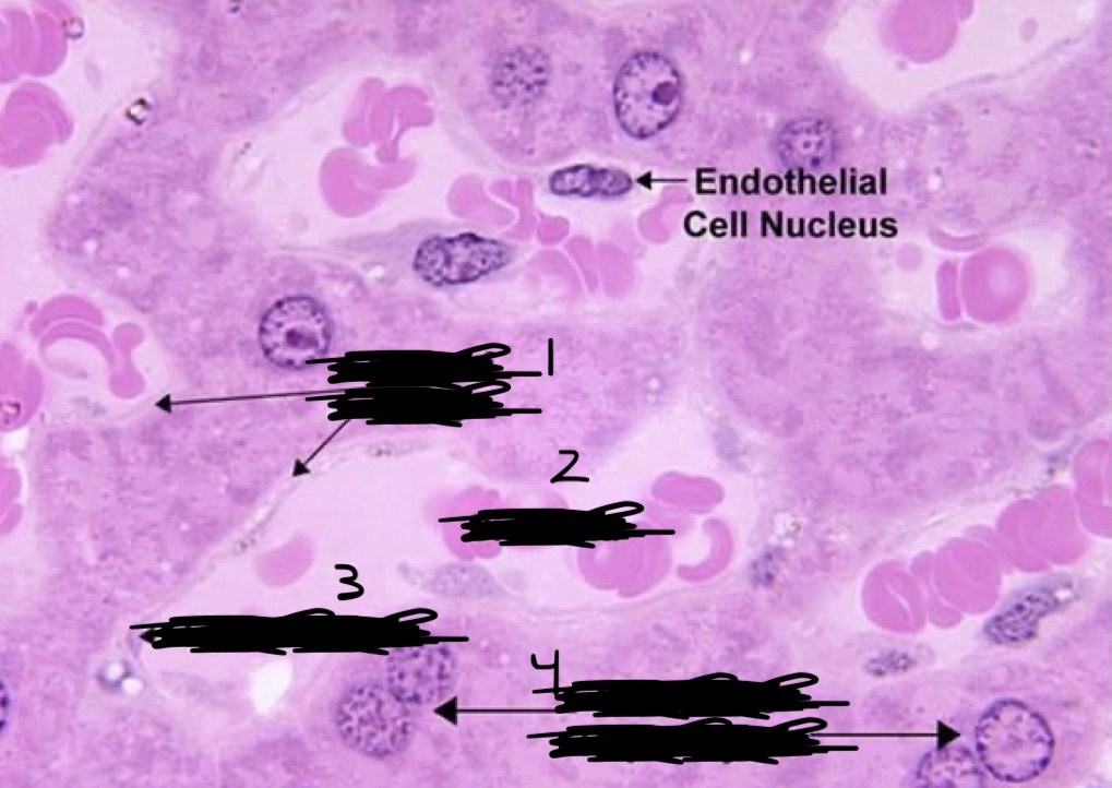 <p>Identify the Organ and Structures?</p>