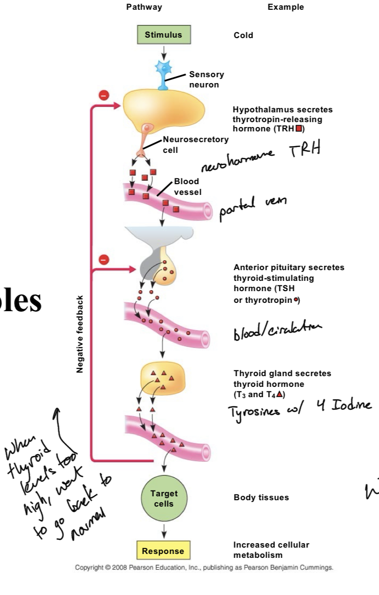<p>Thyroid hormone is mainly involved in metabolism and thermogenesis, creating heat and increasing energy production.</p><p>Can also be involved in a negative feedback loop when there is too much thyroid hormone. This loop inhibits the secretion of TRH (hypothalamus) and TSH(adenohypophysis)</p><p>Low thyroid hormone levels lead to low energy and weight gain because metabolism is so slowed.</p>