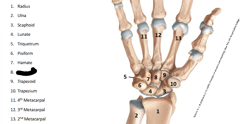 <p>What are the landmarks within <strong>Wrist/Hand?</strong></p>