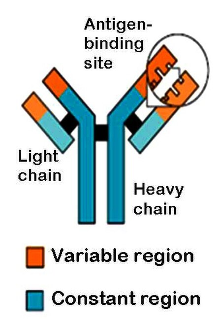 <p><span>__ is the site at which the <strong>antibody binds</strong> to an antigen.</span></p><p><span> This region is unique for each B cell</span></p>