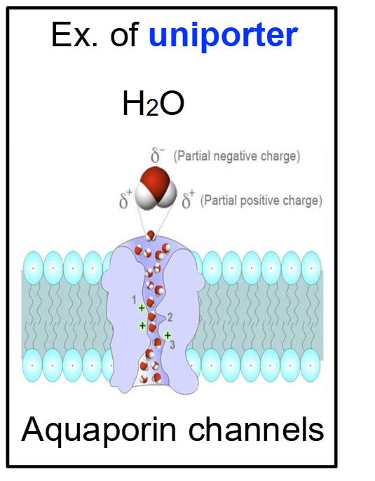 <ul><li><p><span>Protein channels provide another form of passive transport.</span></p></li><li><p><span>This mode is particularly effective for small, charged molecules (ions) like Na+, K+, Ca2+, Cl-.</span></p></li><li><p><span>Ions move down concentration gradients — flow is downhill.</span></p></li><li><p><span>Channels are selective, allowing only particular types of ions to pass.</span></p></li><li><p><span>Ion channels are formed by integral membrane proteins—typically multiple subunits—that line an aqueous pore.</span></p></li><li><p><span>Uniporter → Transport happens in one direction</span></p></li></ul><p></p>
