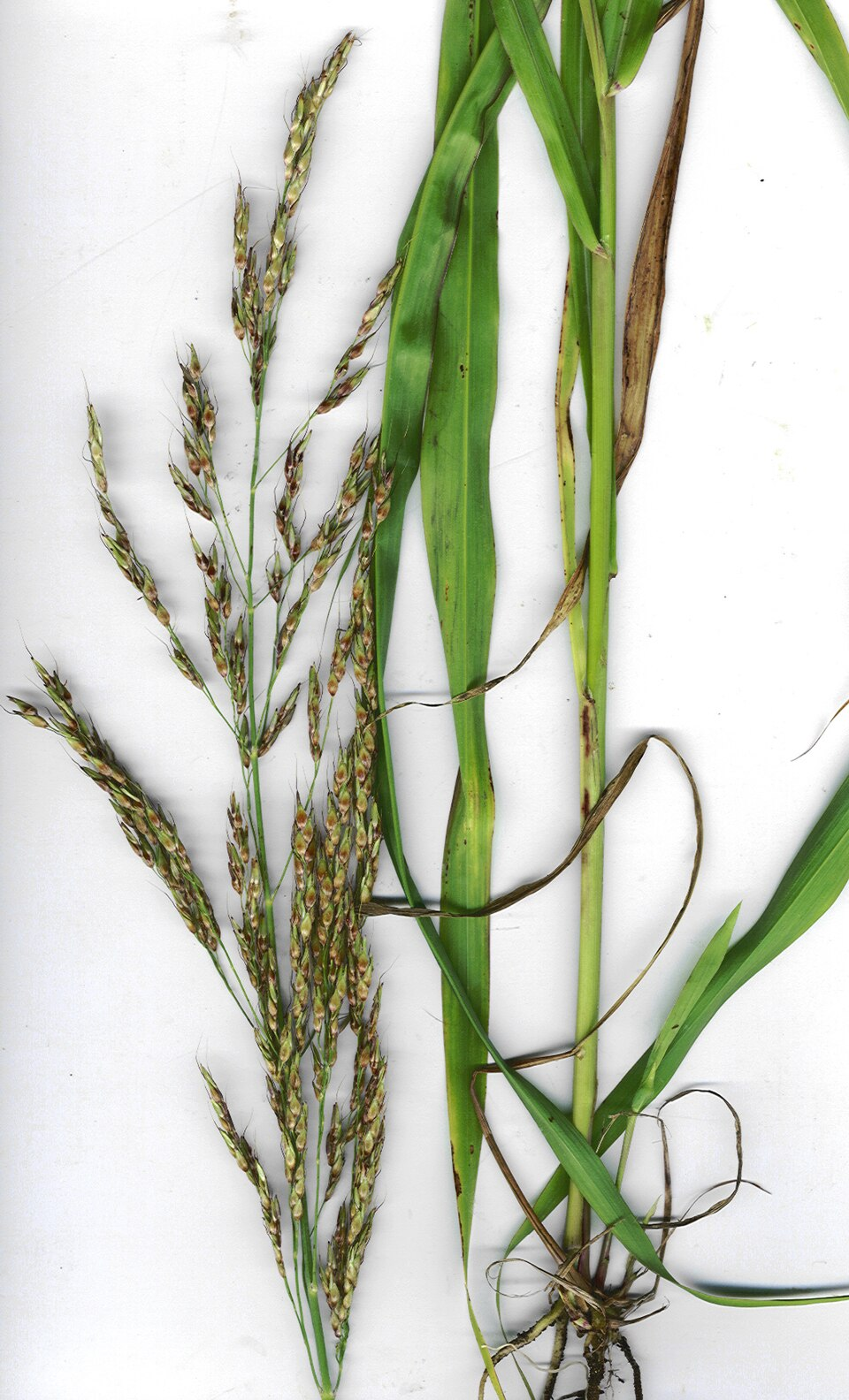 <p>Warm - Tall perennial with large open seedheads and aggressive rhizomes. An invasive weed of fields and roadsides; spreads by both seed and underground stems.</p>