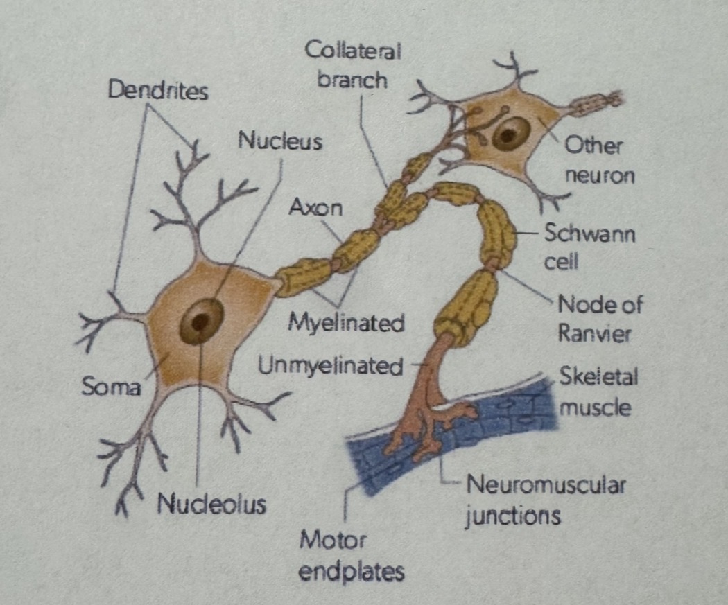 <p>Axon</p>
