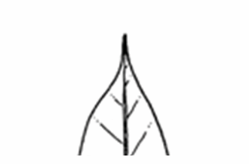 <p>A leaf apex that tapers to a long, S-shaped, slender point.</p>