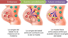 <p>Para identificar el riesgo de incompatibilidad Rh y establecer las medidas de vigilancia o tratamiento cuando sean necesarias.</p>