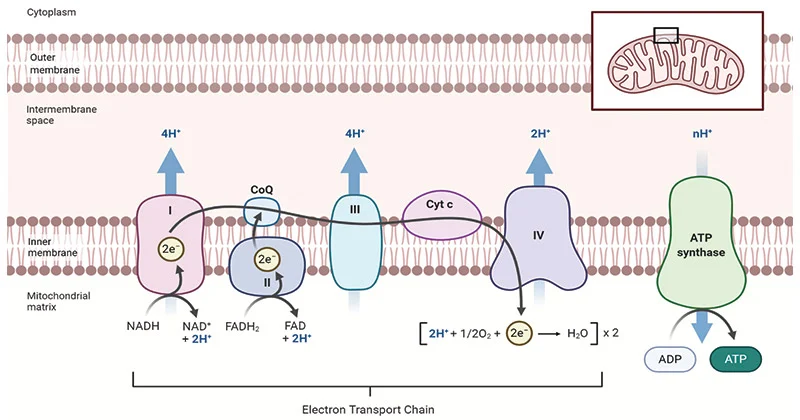<ul><li><p>Complexes I and III are the major proton pumpers → each pump 4 H+</p></li><li><p>Complex II does not pump protons</p></li><li><p>Complex IV is the final electron acceptor, uses O<sub>2</sub> → pumps 2 H+</p></li></ul><p></p>