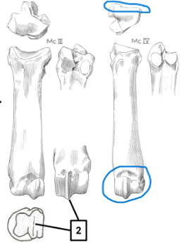<ul><li><p>flat edges, no posterior projection</p></li><li><p>one condyle, ridge all the way round</p></li></ul><p></p><p>pig metacarpals</p><p></p>