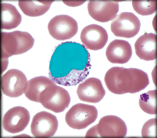 <p>Nucleus of Monocyte</p>