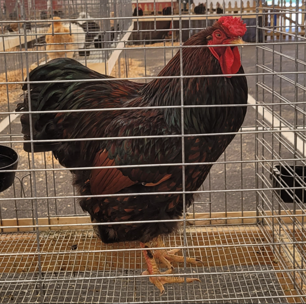 <p>What kind of Cock is this?</p>