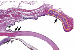 <p>Identify the structure</p>