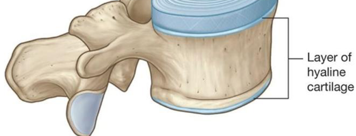 <p>thin plate of hyaline cartilage</p>