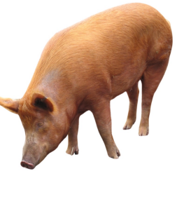 <ul><li><p>Irish grazer or the ham</p></li><li><p>England</p></li><li><p>Excellent in producing bacon, hardy, have good mothering ability</p></li><li><p>Slower growth rate compared to modern breeds of swine.</p></li></ul><p></p>