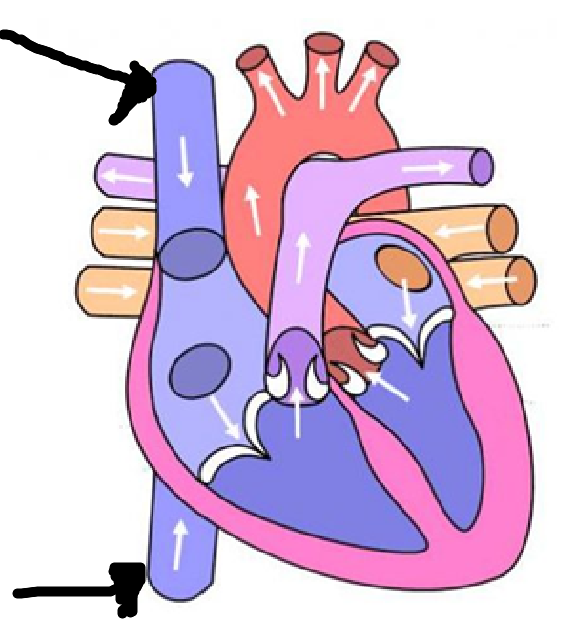 <p>1st location/s + blood type</p>