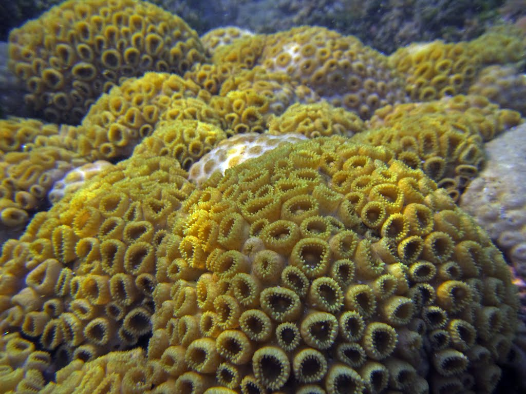 <p>Yellow Zoanthid</p>