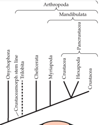 <p>Non-hexapod Pancrustacea</p>