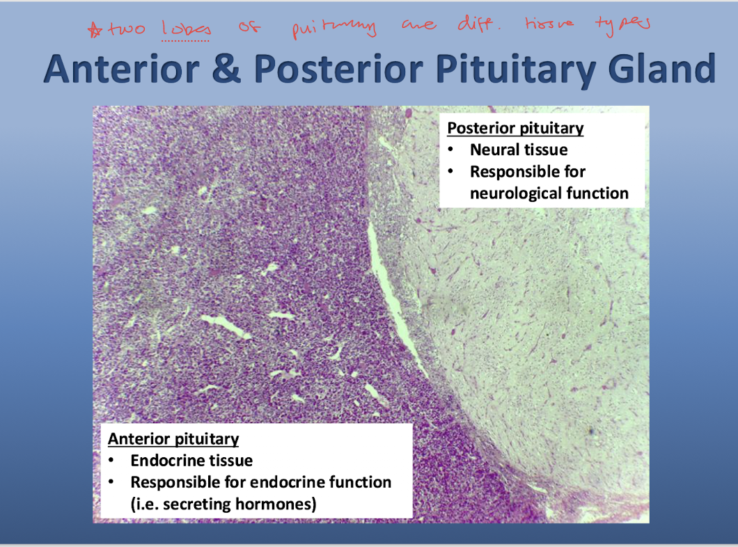 <p>Neural tissue</p><ul><li><p>responsible for neurological function </p></li></ul><p></p>