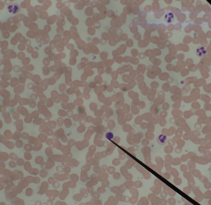 <p>what cells visible? what cell at pointer?</p>