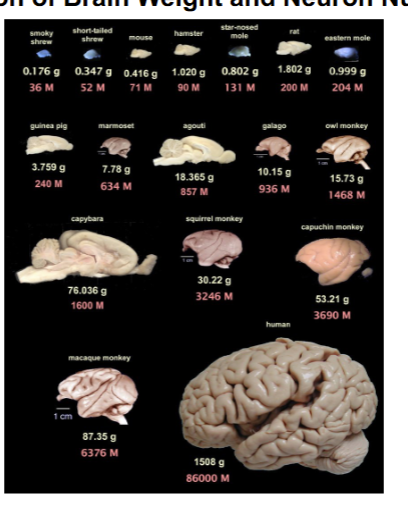 <p>bigger</p><p>denser</p>