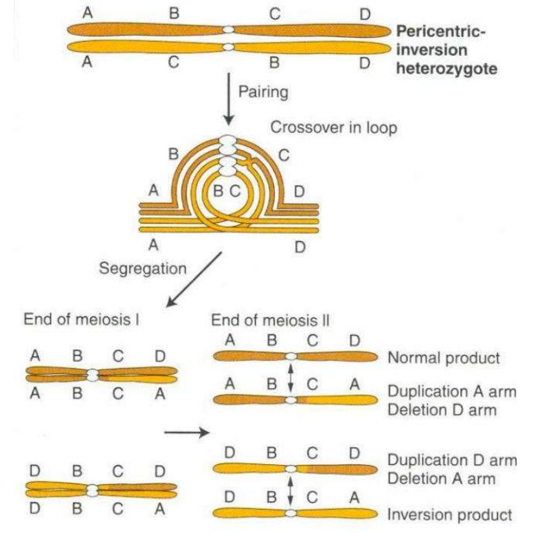 <p>one homologue forms loop </p><p>Offspring:</p><p>50% chromosomes with deletions and duplications. This is the part that is different to paracentric inversions</p><p>25% normal </p><p>25% inversion</p>