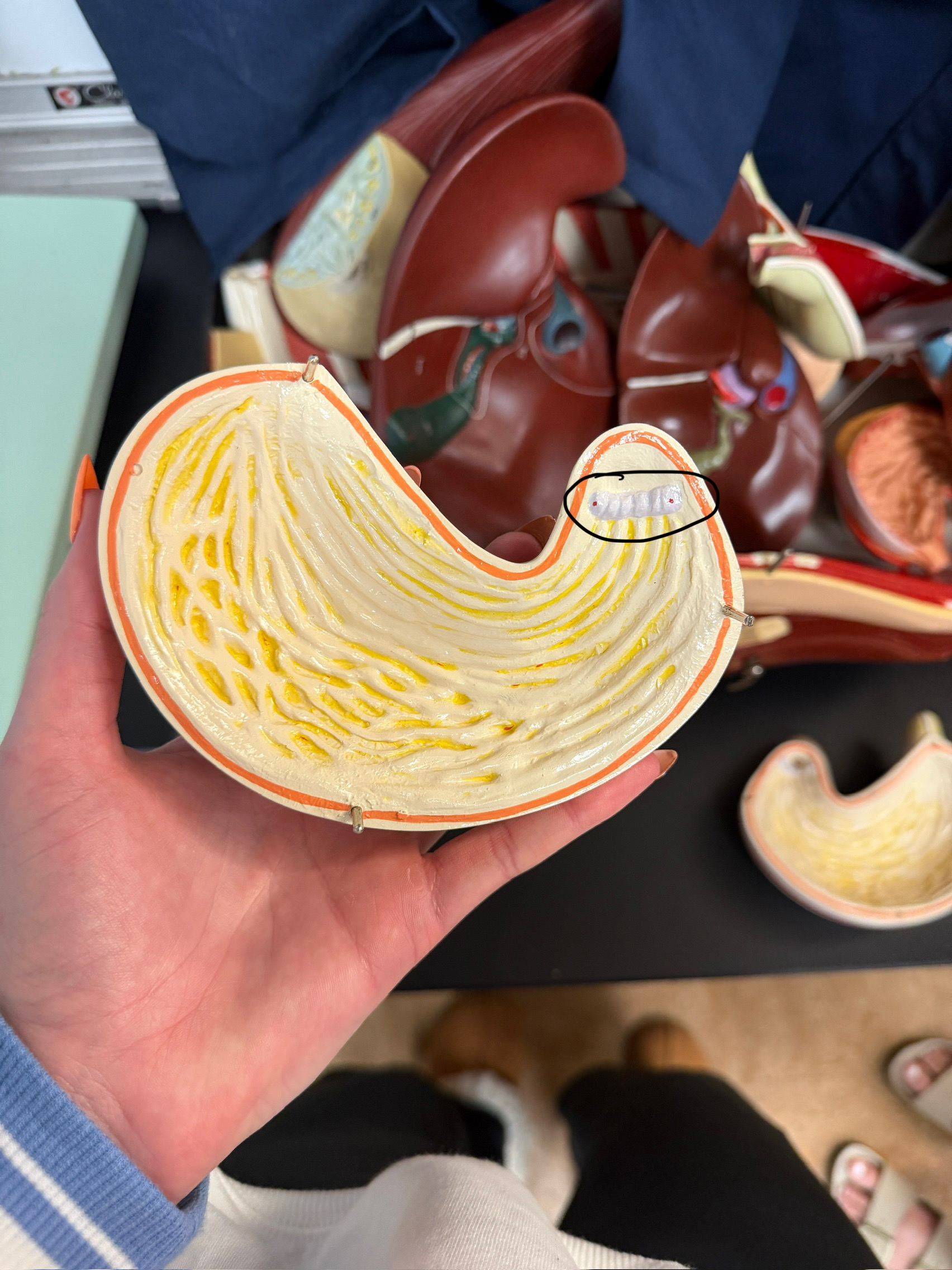 <p>name this structure</p>