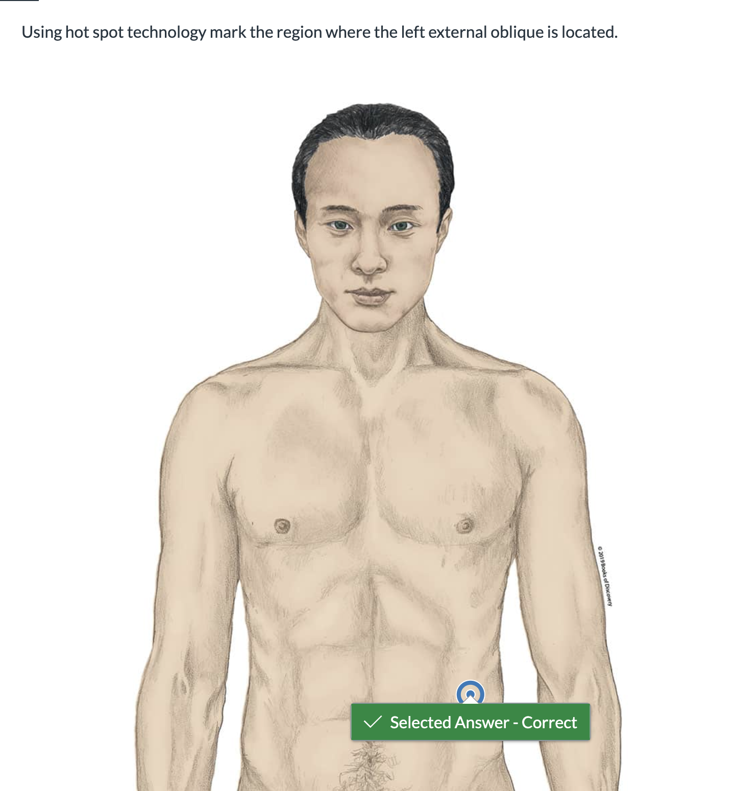 <p><span>Using hot spot technology mark the region where the left external oblique is located.</span></p>