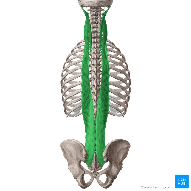<p>longissimus thoracis</p>