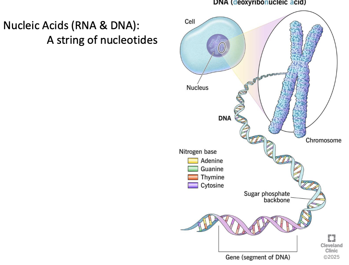 <p>a macromolecule that stores and transmits genetic information (DNA &amp; RNA)</p><ul><li><p>a string of nucleotides </p></li></ul><p></p>