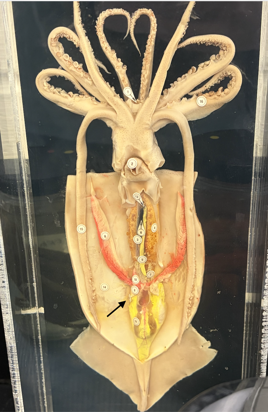 <p>What is this internal part of the squid?</p>