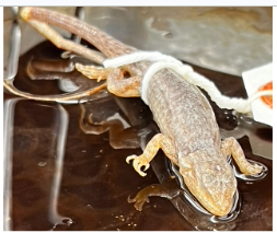 <p>What species is this</p>