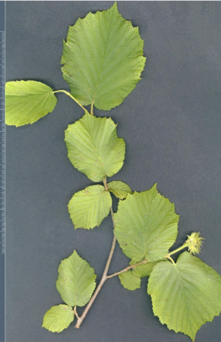 term image