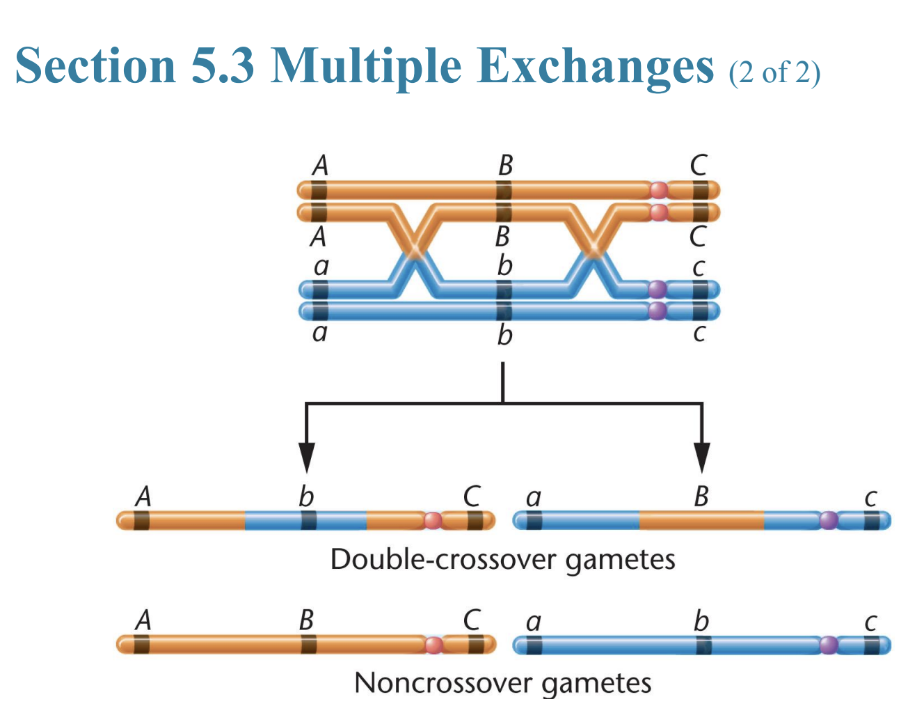 <ul><li><p>Single</p></li><li><p>Double</p></li><li><p>heterozygous</p></li></ul><p></p>