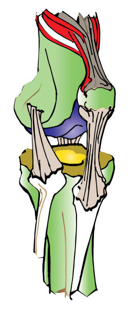 <p><strong>Ligament</strong></p>