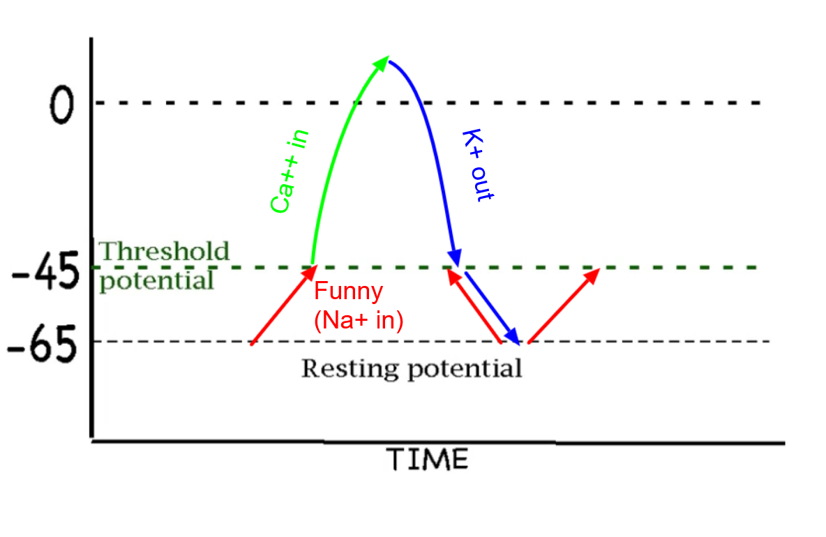 <p>Charge and concentration.</p><p></p><p>This is because Na+ is going into the cell through funny channels, meaning that since this is in a typical animal cell the membrane potential would be negative and thus it would want to go in towards that charge.</p><p>Knowing this (“Banana in the ocean”) we can also say that there would be more sodium concentrated outside, meaning that it would want to go in with concentration as well.</p>