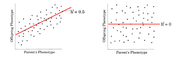 <ul><li><p>without it, evolution can not ensure that adaptations are maintained in population</p></li><li><p>must be correlation for causation!</p></li></ul><p></p>