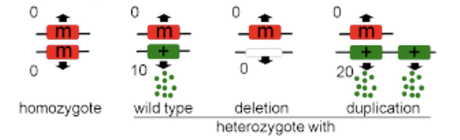 <p>null allele, a complete loss of function, usually recessive</p>