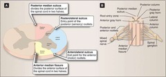 <p>Dorsal (posterior), lateral, and anterior (ventral) funiculi.</p>