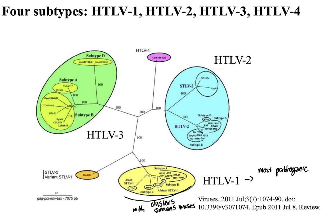 <p><strong>HTLVs share a close evolutionary relationship with STLVs</strong> (Simian T-cell Leukemia Viruses) <strong>often clustering close together in phylogentic trees,</strong> <mark data-color="yellow" style="background-color: yellow; color: inherit;">with HTLVs likely originating from STLVs </mark><strong><mark data-color="yellow" style="background-color: yellow; color: inherit;">through cross-species transmission.</mark></strong></p><ul><li><p>Both groups of retroviruses <strong>are known to infect T-cells and are implicated in similar oncogenic processes.</strong></p></li></ul><p></p>