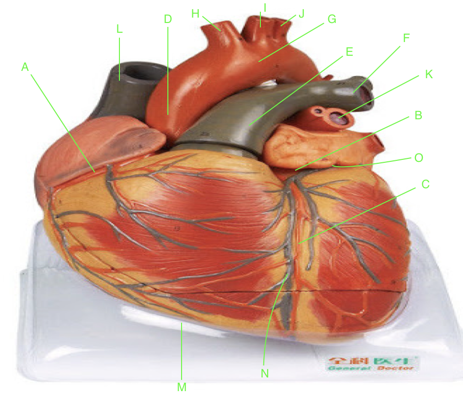 <p>Identify the structure indicated by G</p>