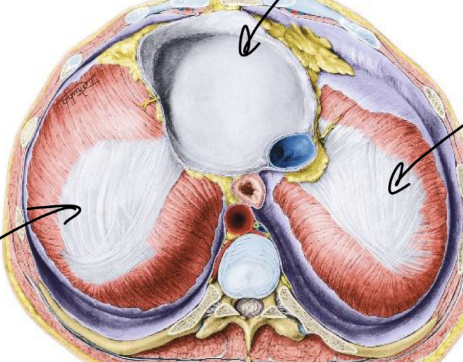 <p>Label these structures</p>