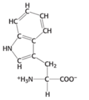 <p>Which amino acid is this?</p>