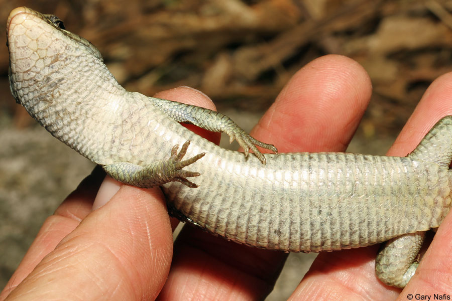 <p>Anguidae<br>Elgaria coerulea<br>Northern Alligator Lizard</p>