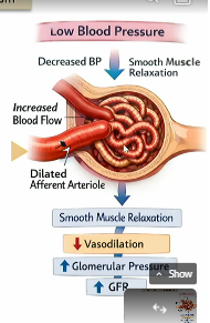 <ol><li><p>low blood pressure leads to decreased hydrostatic pressure inside the afferent atriole</p></li><li><p>smooth muscle relaxes</p></li><li><p>leads to decreased vasodilation in the afferent atriole</p></li><li><p>leads to higher flow</p></li><li><p>Leads to higher glomerular pressure</p></li><li><p>more net flow from glomerulus to capsule space of bowman’s capsule</p></li><li><p>higherGFR</p></li></ol><p></p>