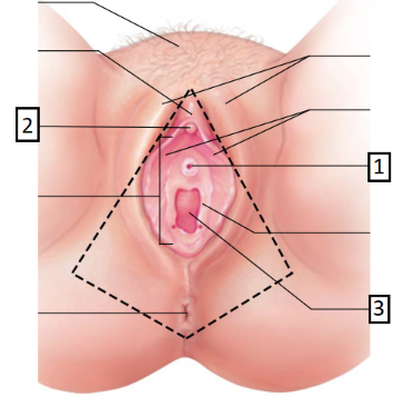 <p>Identify the structure marked "2."</p>