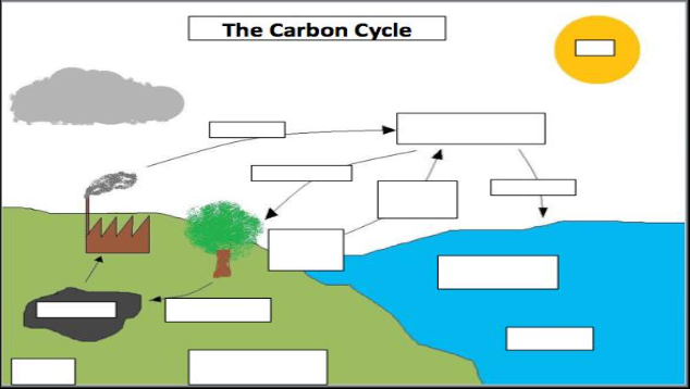 <p>Label the carbon cycle<br>Word bank:<br>- sun<br>- ocean<br>- oceanic carbon<br>- respiration<br>- diffusion<br>- lithospheric carbon<br>- land<br>- fossil fuels<br>- photosynthesis<br>- combustion<br>- organisms store carbon</p>