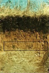 <p>The base geological material in a particular location.</p>